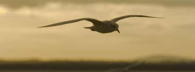 consigli-di-vita-gabbiano-in-volo-top-2